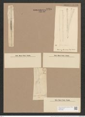 Synedra ulna var. splendens (Kuetz). Brun. (de-Toni-Nr.: Genus 66, Species 2584) Zeichnungen Sammlung Grunow Nr. 5225 (NHMW-BOT-W0373596)